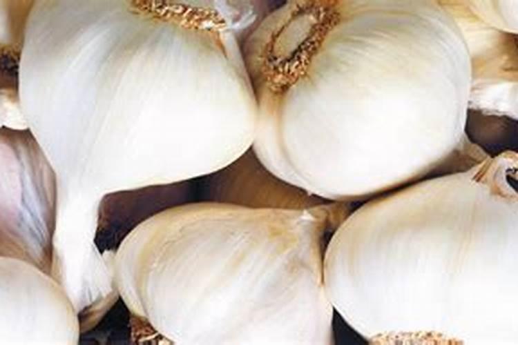 种大蒜上什么肥料好蒜头大