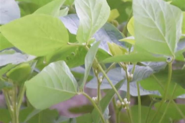 一吨水可以用芸苔素内酯原药多少量在荔枝上少克？