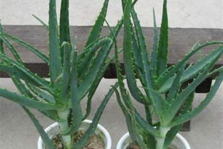 氮肥的作用是什么