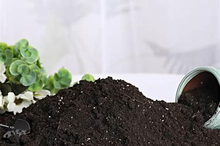 安吉白茶施肥管理,一年都需要施肥3~5次!