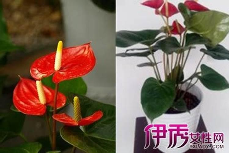 红掌花凋谢后怎么养才能再次开花 红掌花凋谢后再次开花的方法百度知 ...