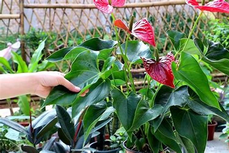 种植韭菜怎么施肥好？