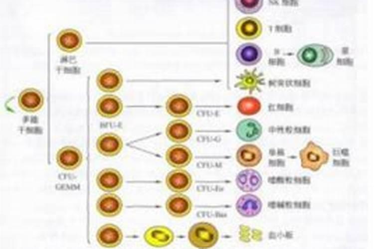 四季豆全年施肥时间及施肥方法