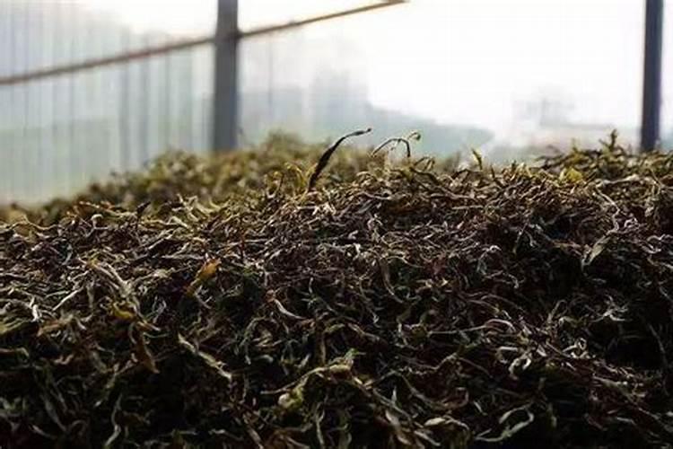 牛奶做叶面肥的方法,需要发酵还是不需要发酵