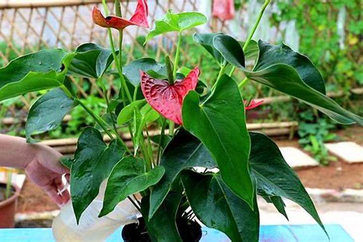 怎样给红掌下肥施什么肥能开花