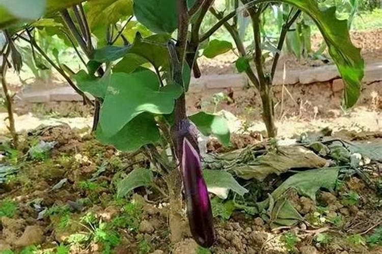 茄子栽后多长时间可以施肥