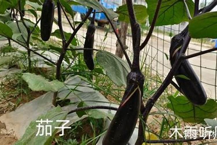 茄子施肥时间和施肥量