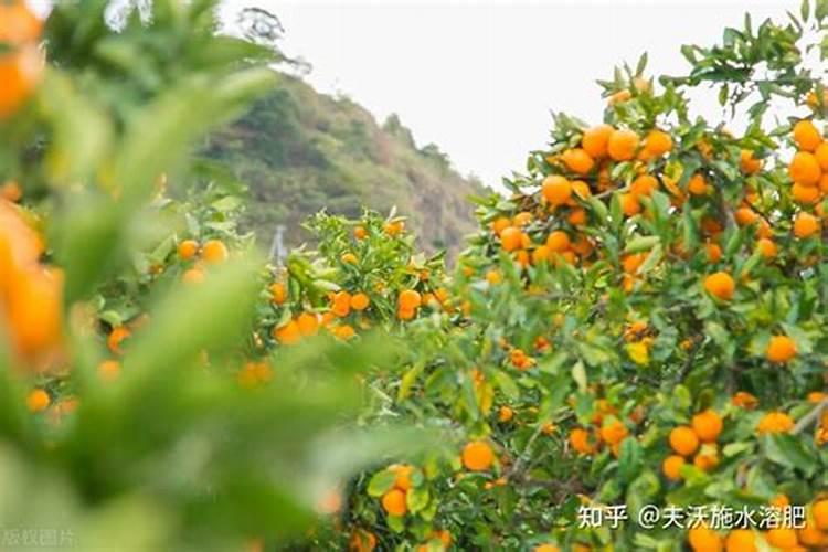 柑橘树秋肥该什么时候施 使用技巧有哪些