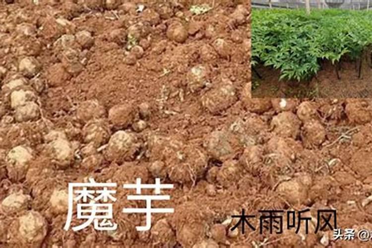 无论什么锯末可以种蘑菇吗