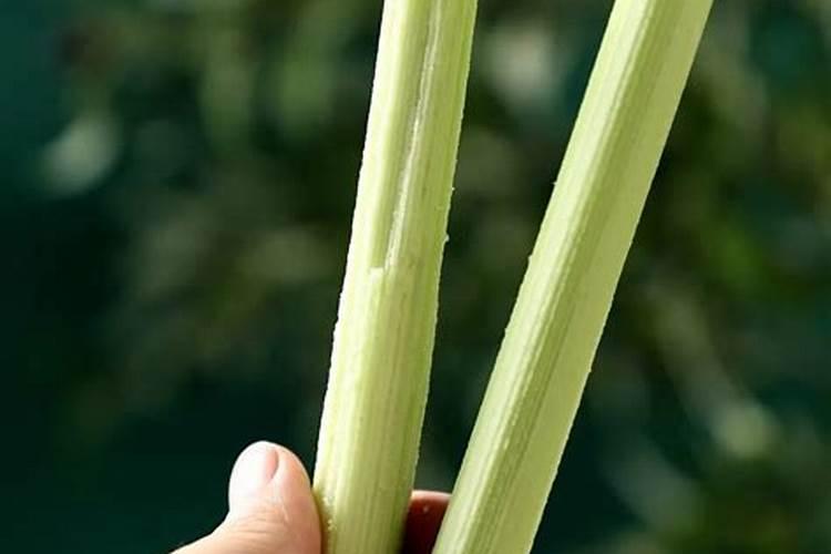 上海话里的“地落苏”写成普通话是什么啊？