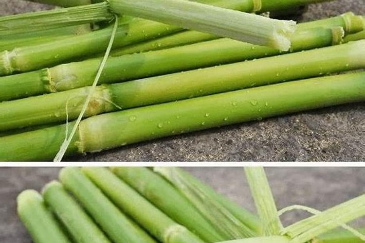 和甘蔗差不多的东西俗称“甜louji”的学名是什么？