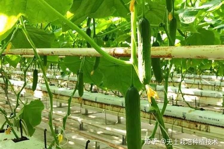 要想黄瓜口感好,冲什么样的肥料