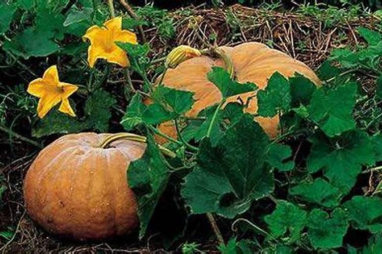 木质素磺酸钙产品介绍: