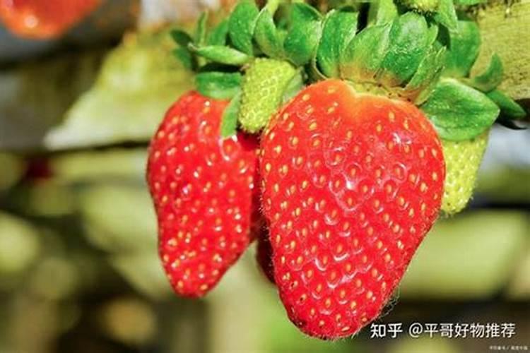 草莓结果期喷什么叶面肥结果多？草莓座果期专用叶面肥？