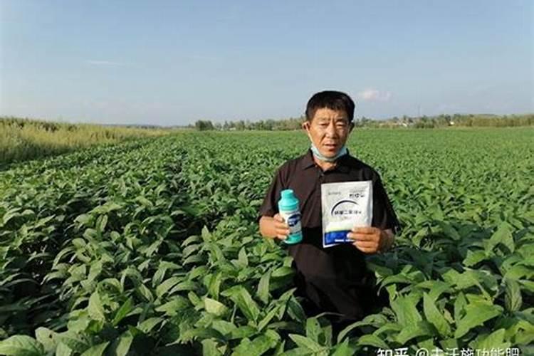 杨树茁壮肥有哪些