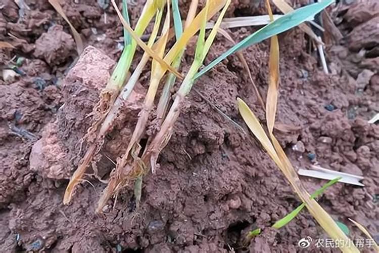 生活污水一般主要污染物及各自含量是多少