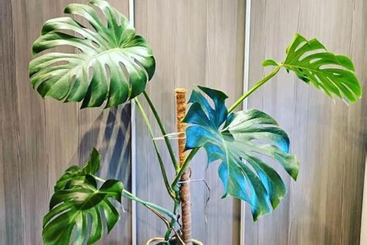 果树生根粉树苗移栽长得好栽培技术正确成活率高