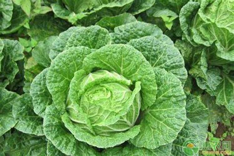 白菜包心期施什么肥