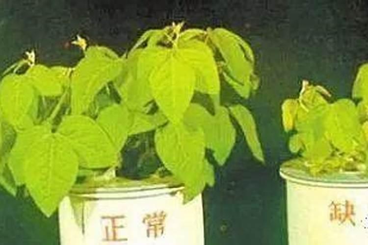 鱼塘水亚硝酸很高怎么办泼洒磷肥有用吗