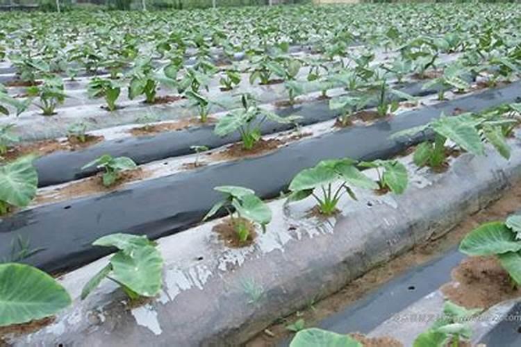芋头施肥有禁忌,有哪些肥料不适合给芋头使用？