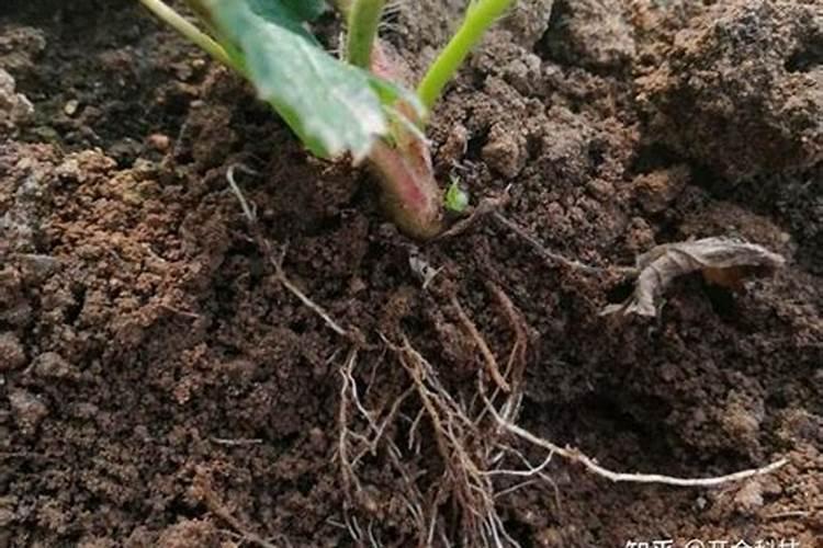 生根最快的肥料