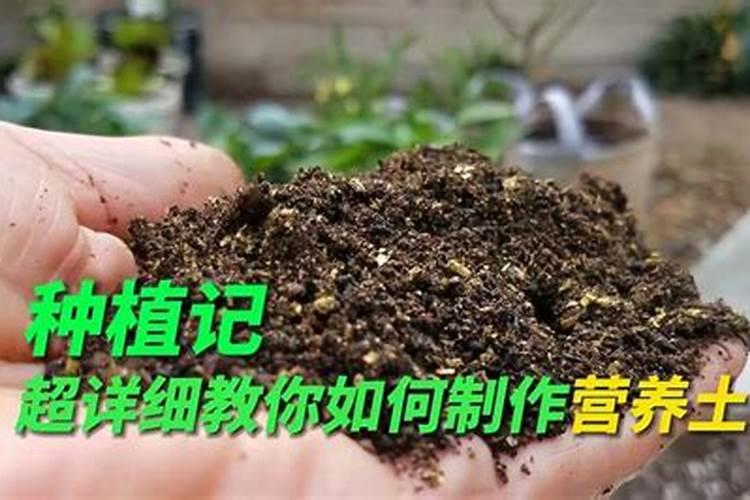 甘蔗十大最佳肥料