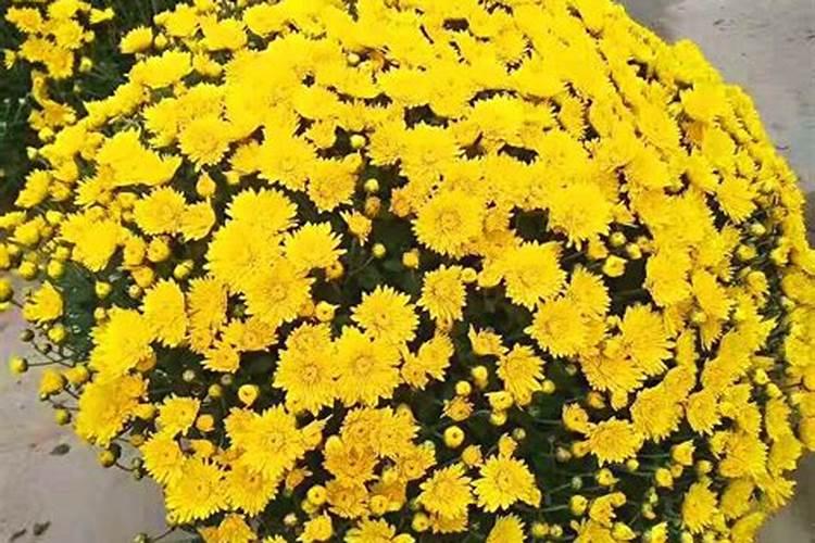 菊花施肥方法,用什么肥好