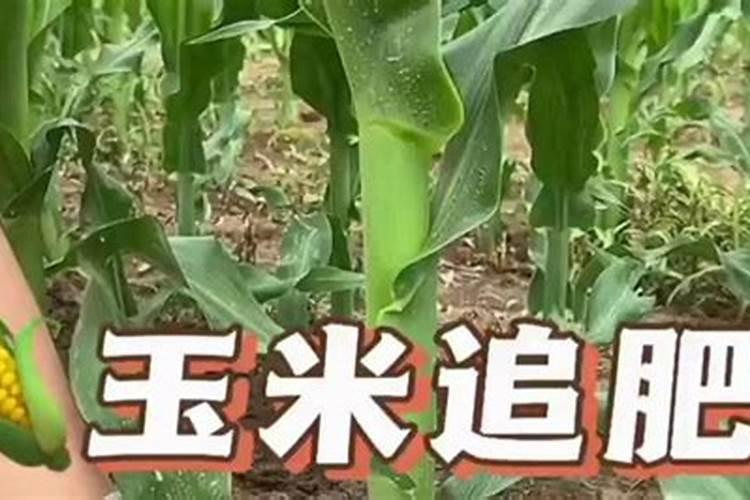 一公倾玉米用水溶肥追肥得用多少公斤？