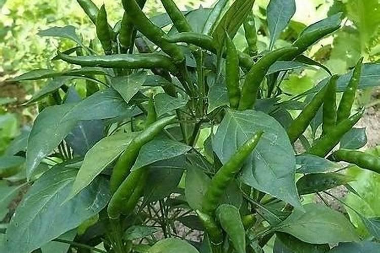 自制黄豆肥,沤制第15天,好香黄豆味？新手在家沤制肥料赶紧看看