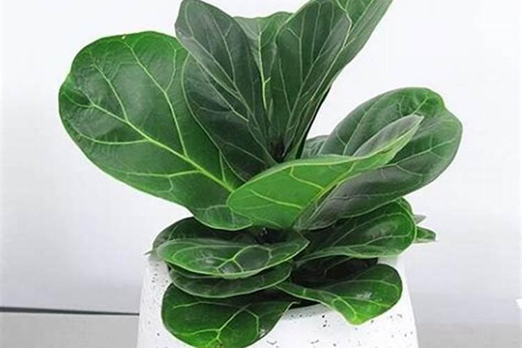 先农1号栽培技术要点