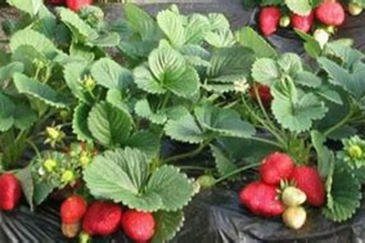 草莓用什么肥料减少畸形果,结果多？草莓专用叶面肥,大棚草莓温度管理