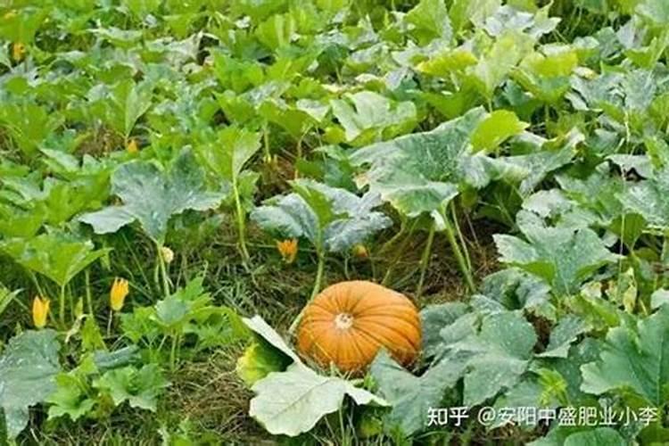 南瓜施肥用什么肥料