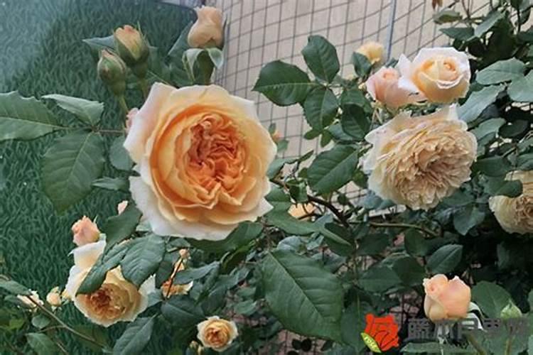 栀子花代表什么含义