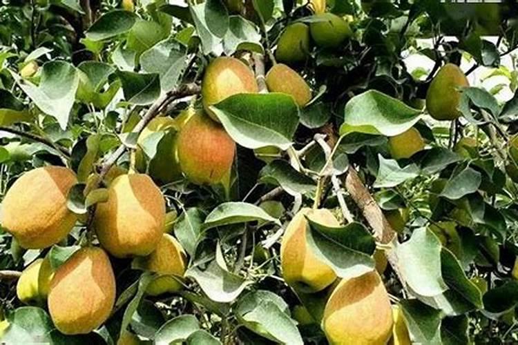 栀子花的花语和寓意