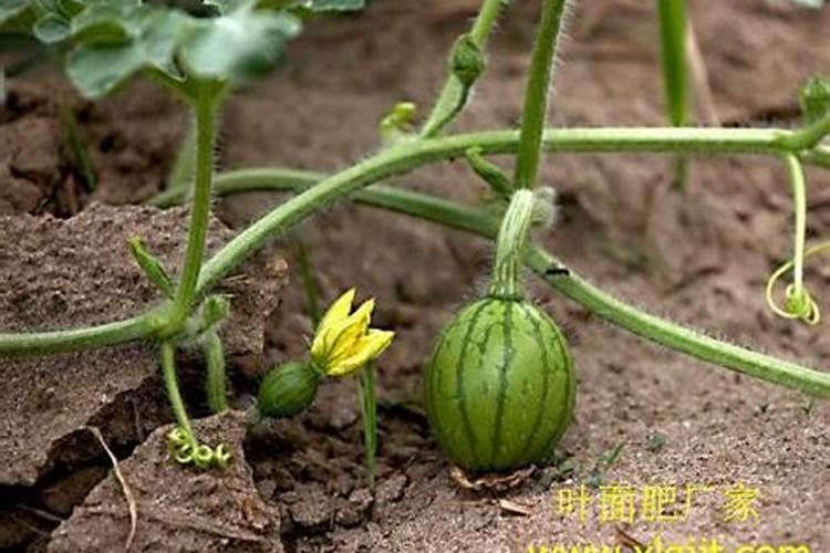西瓜施什么肥最好