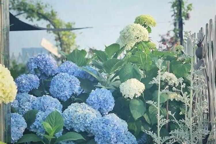 芝麻如何做花肥