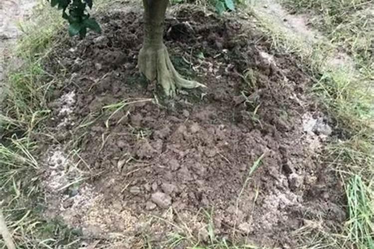 苔藓怎么养才能绿