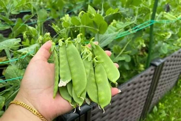 荷兰豆用什么肥料最好