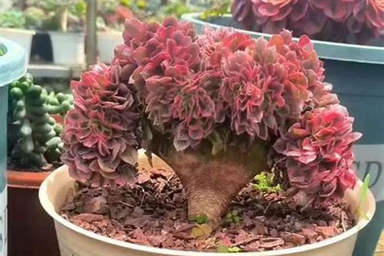 双鸭山富硒农产品