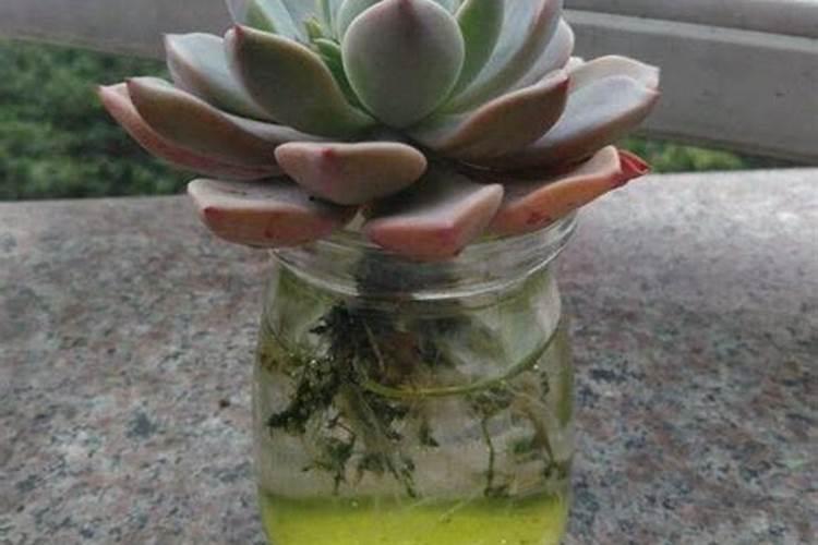 种植蔬菜时小苏打真的可以当农药使用吗？为什么？