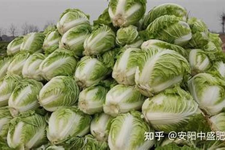 柑橘专用叶面肥 果树叶面肥哪家好 柑橘用什么叶面肥效果好