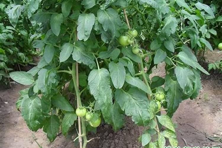 碳酸氢铵可不可以当底肥用