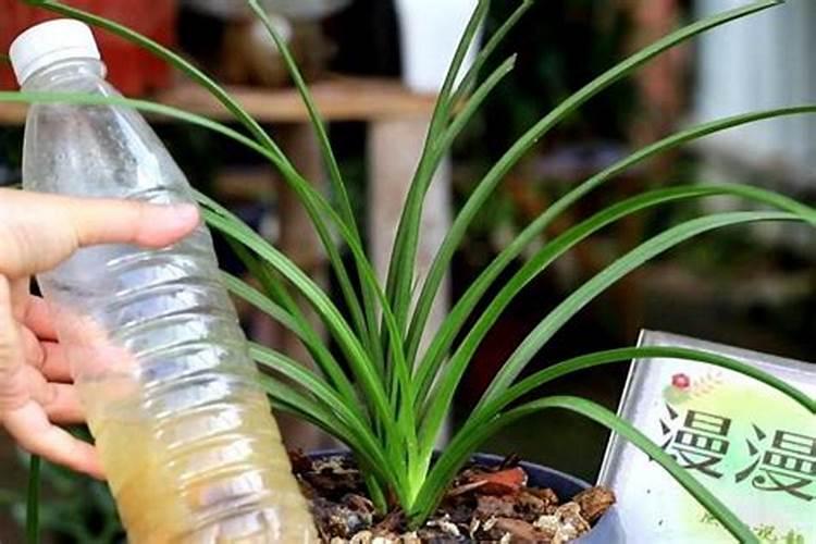 小树苗用什么肥料长得快