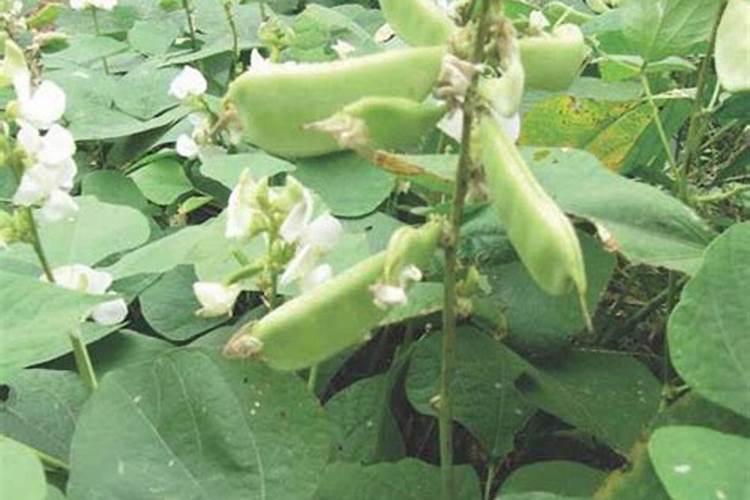 果树花期施什么肥果树花期施哪些肥