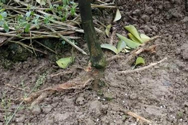 柑橘肥害补救措施