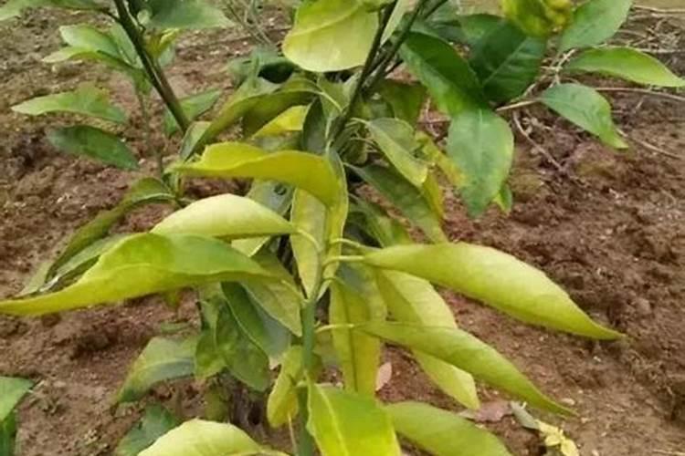 柑橘树烧根怎么办