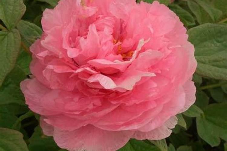 氮磷钾肥有哪些 适合什么花