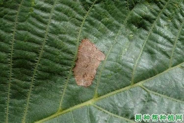 嫁接过的核桃树枝怎样过冬