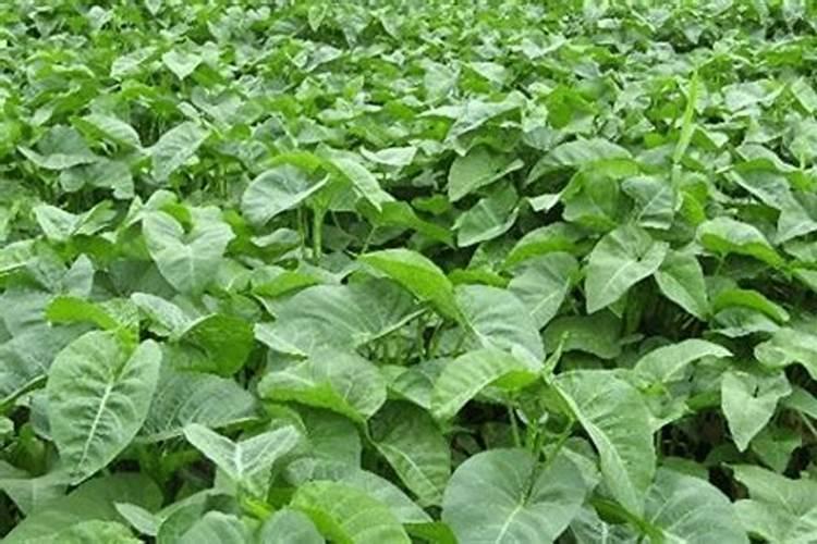 空心菜施什么肥长得快又嫩