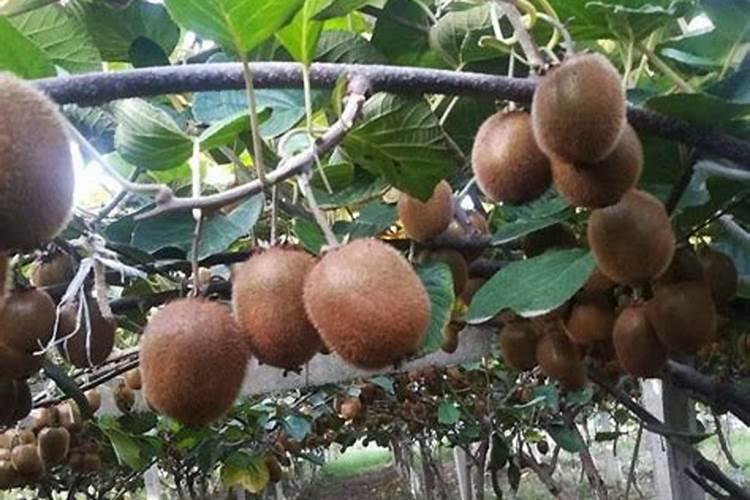 柑橘春梢如何促花保果？这里有管理方案(珍藏篇),不看太亏了